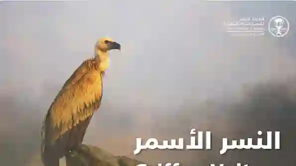 الحياة الفطرية تعلن ظهور نوع جديد من الطيور الجارحة لأول مرة في السعودية